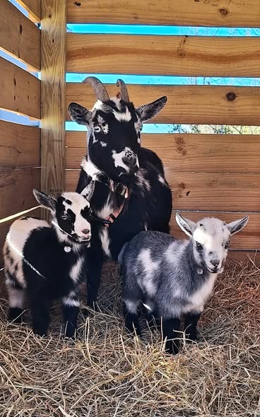 Mother goat at Witcher Farm